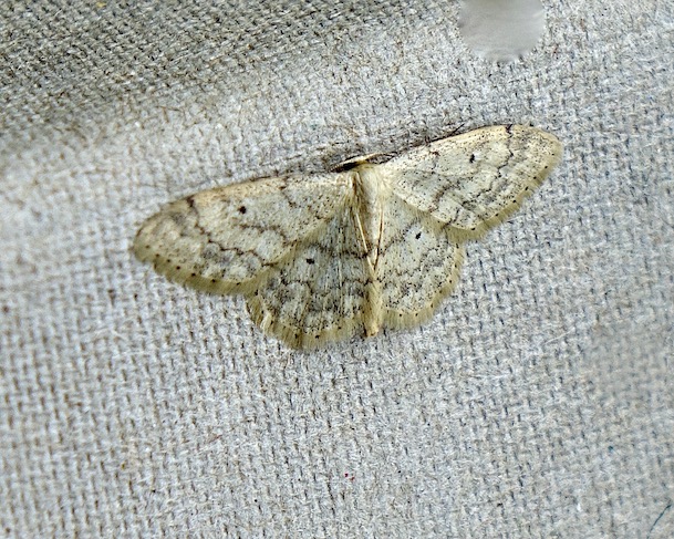 small fan-footed wave